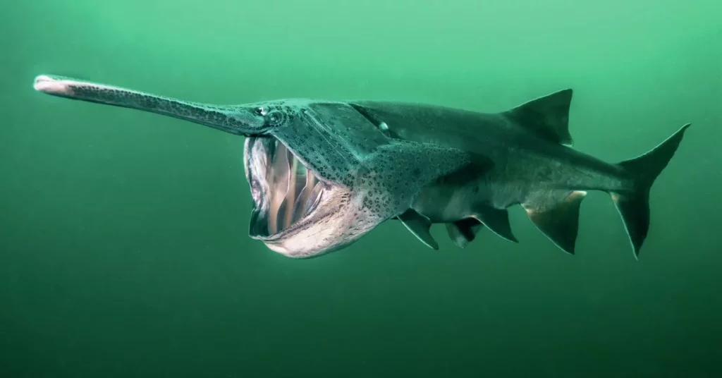 Q&A with Jennifer Idol: Diving Every 50 States 10 A rare underwater view of an American paddlefish with its distinct rostrum in a freshwater environment. Photograph by Jennifer Idol