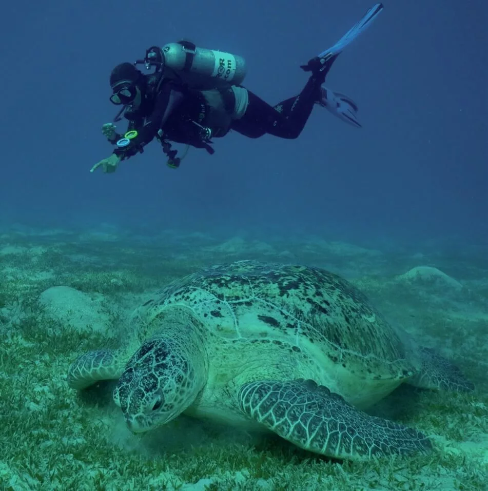 #AskMark: Perfecting Scuba Trim, Tinted Masks Risks, & Regulator Hose Care 2 A scuba diver demonstrating perfect horizontal trim while using an aluminum tank in tropical water.