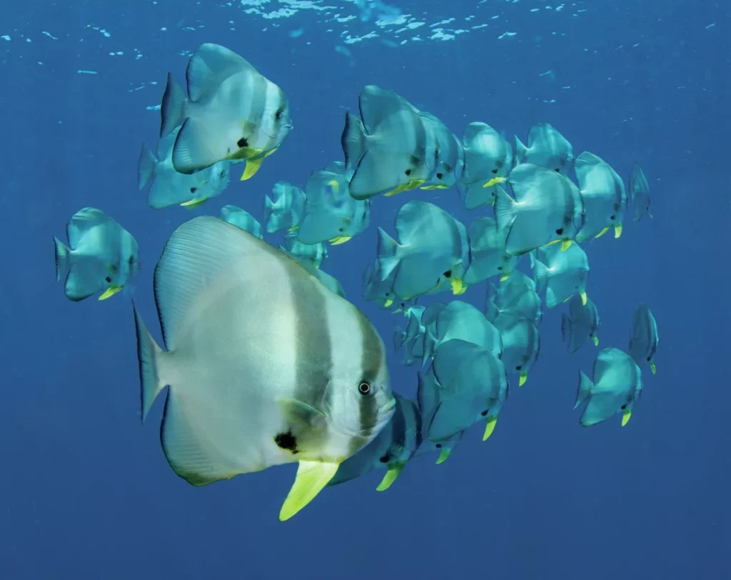 The wonders of Walindi: A Guide to Kimbe Bay, Papua New Guinea 11 A large group of silver batfish swimming together over a vibrant coral reef in Kimbe Bay.