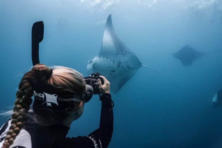 Identifying manta rays in the Maldives (Kaitlyn Zerr)