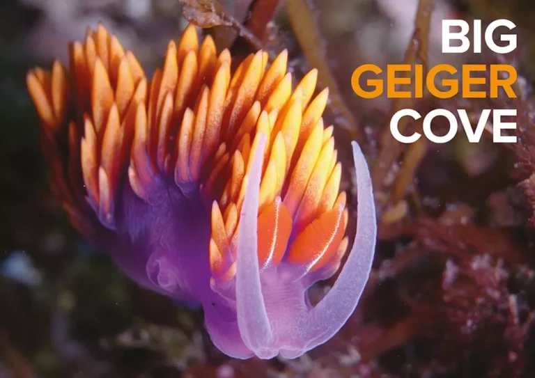 A colorful Spanish shawl nudibranch (sea slug) perched on a reef at Big Geiger Cove, Catalina Island—the header image for a dive spotlight by Dale and Kim Sheckler.