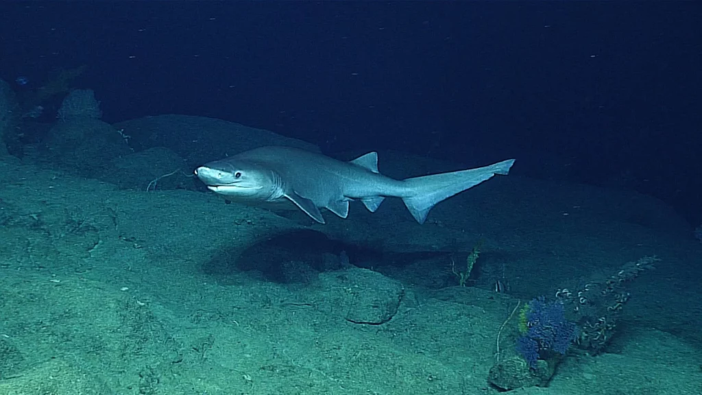 Bluntnose sixgill shark sighted off Guam (NOAA Ocean Exploration)