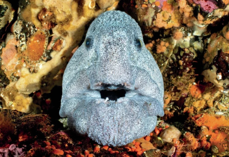 A close-up view of a wolf eel by Alex Mustard. Cold water underwater photography is much easier when you are well prepared.