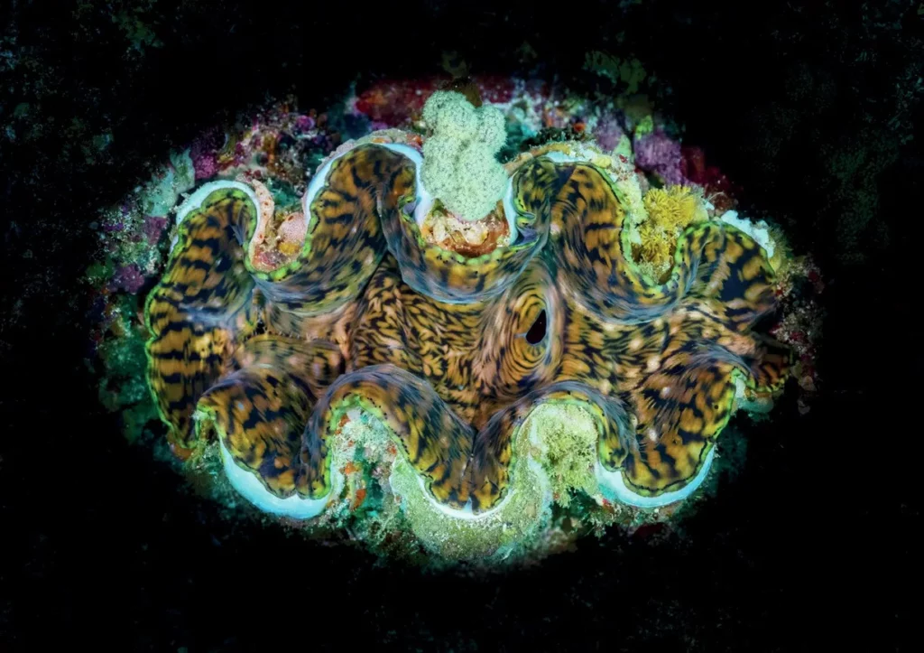 A close-up of a giant clam with incredibly colorful, iridescent mantle tissue open on a coral reef.