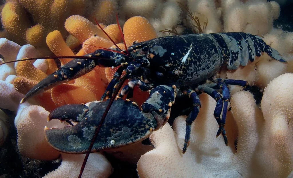Dead Man's Fingers: A Guide to the Iconic Marine Soft Coral 5 A common lobster (Homarus gammarus) sheltering near soft coral colonies in UK waters.