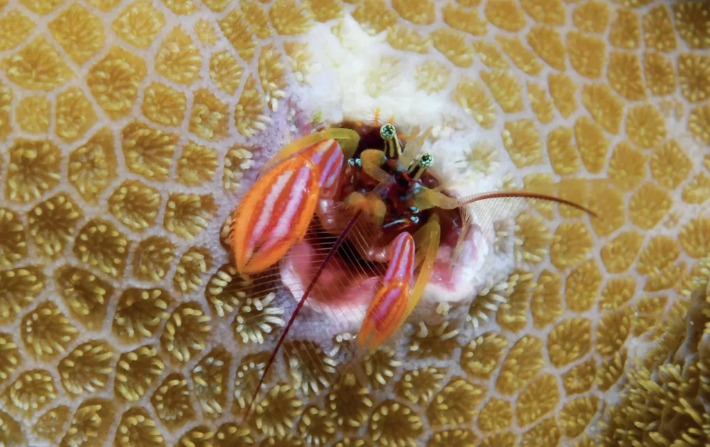 A detailed macro shot of a coral hermit crab found during a dive in Port Vila, Vanuatu