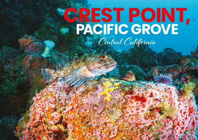 Crest Point