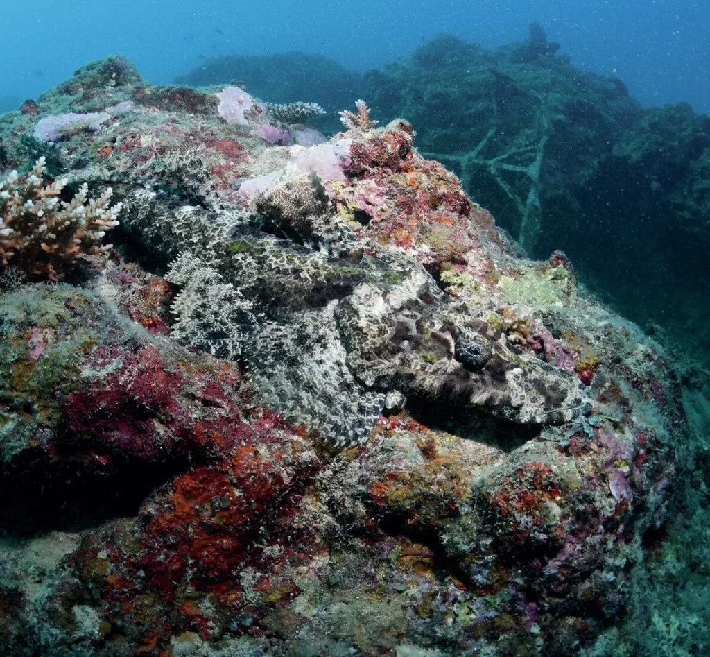 A camouflaged crocodilefish resting on a sandy bottom at the Yankee Juliette dive site in Port Vila.