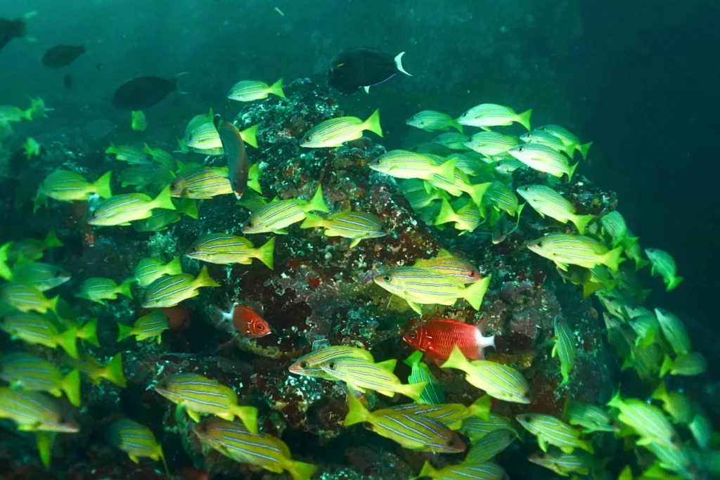 Blue-stripe snapper and white tail squirrelfish, Cape Tikapo