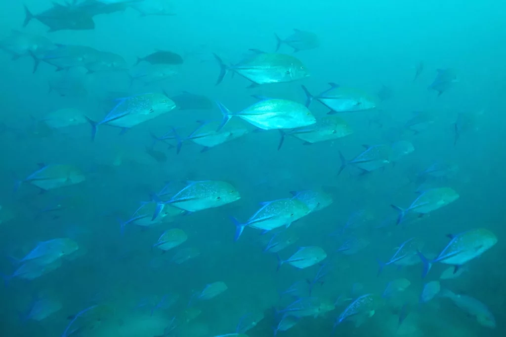 School of bluefin jack, Cape Tikapo