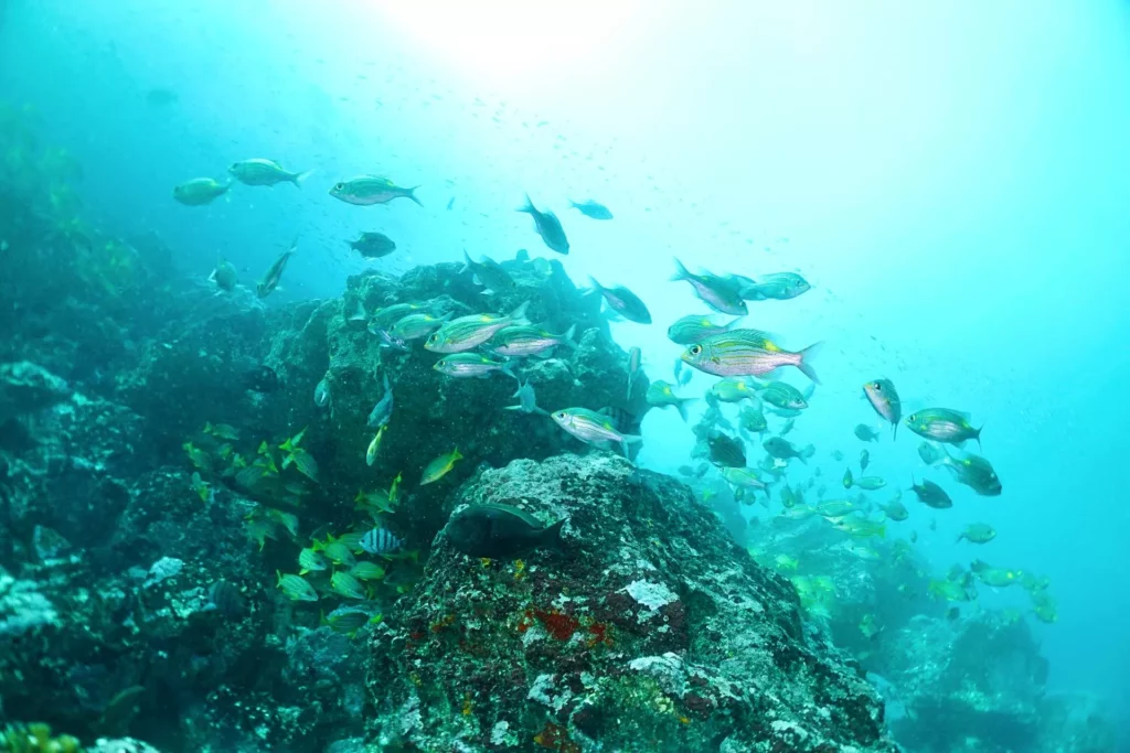 Gold-spot emperors, Cape Tikapo