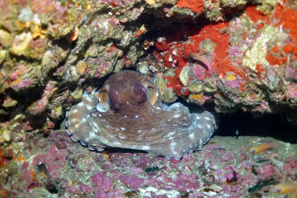 Octopus, Cape Tikapo