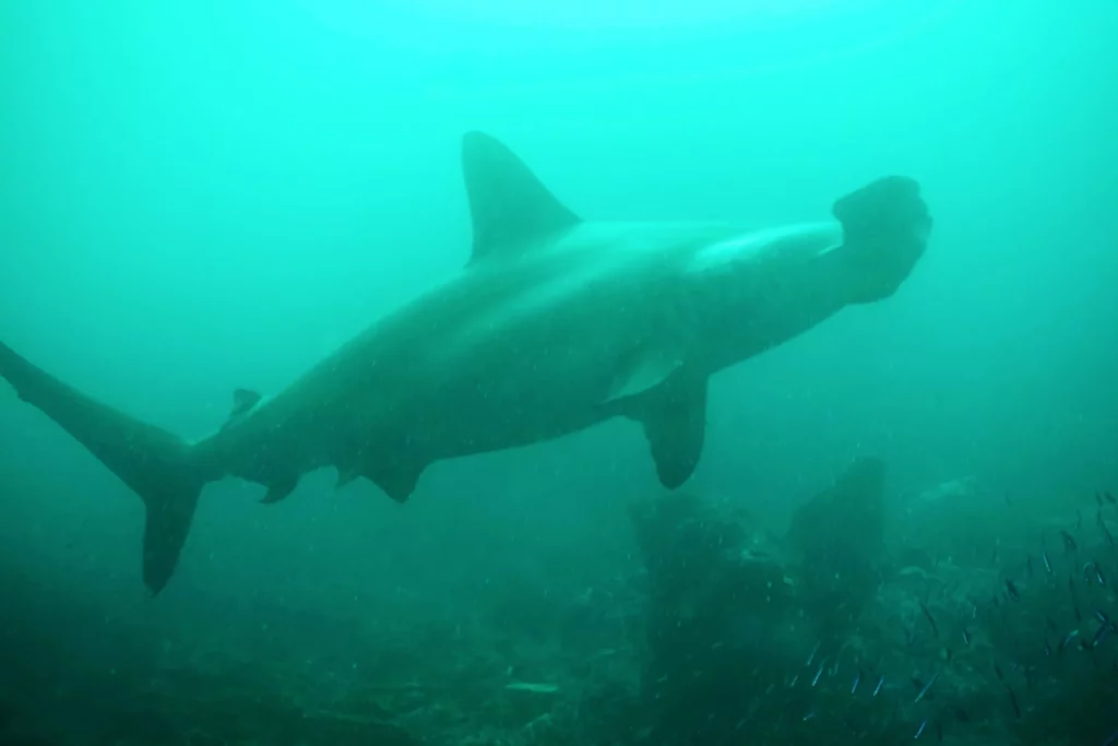 Scalloped hammerhead shark, Sentinelle Aux Marteaux