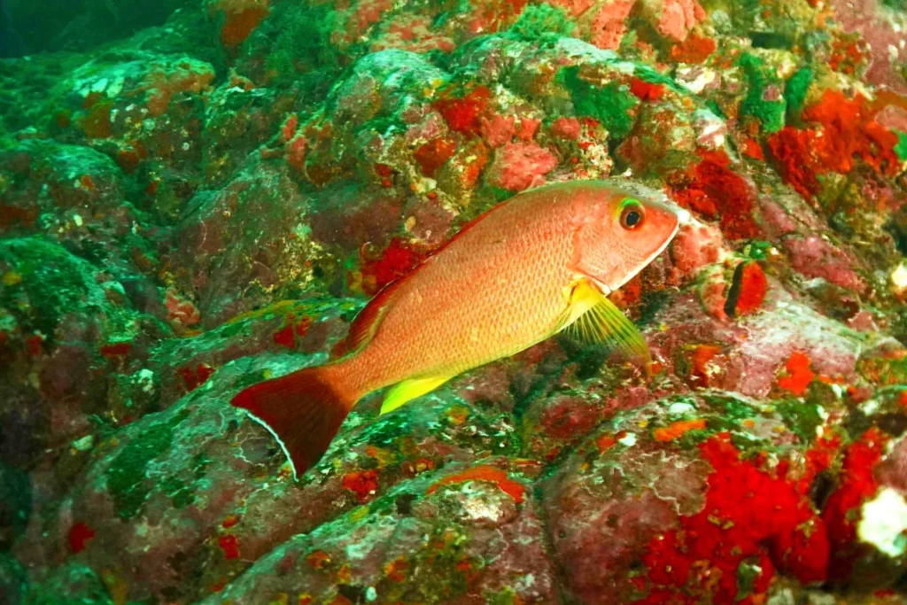 Tahitian butterflyfish, Sentinelle Aux Marteaux