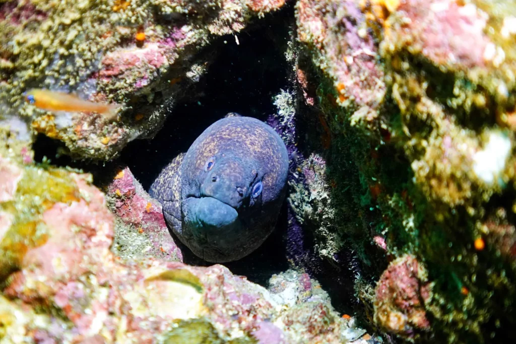 Yellow margin moray at Sentinelle Aux Marteaux