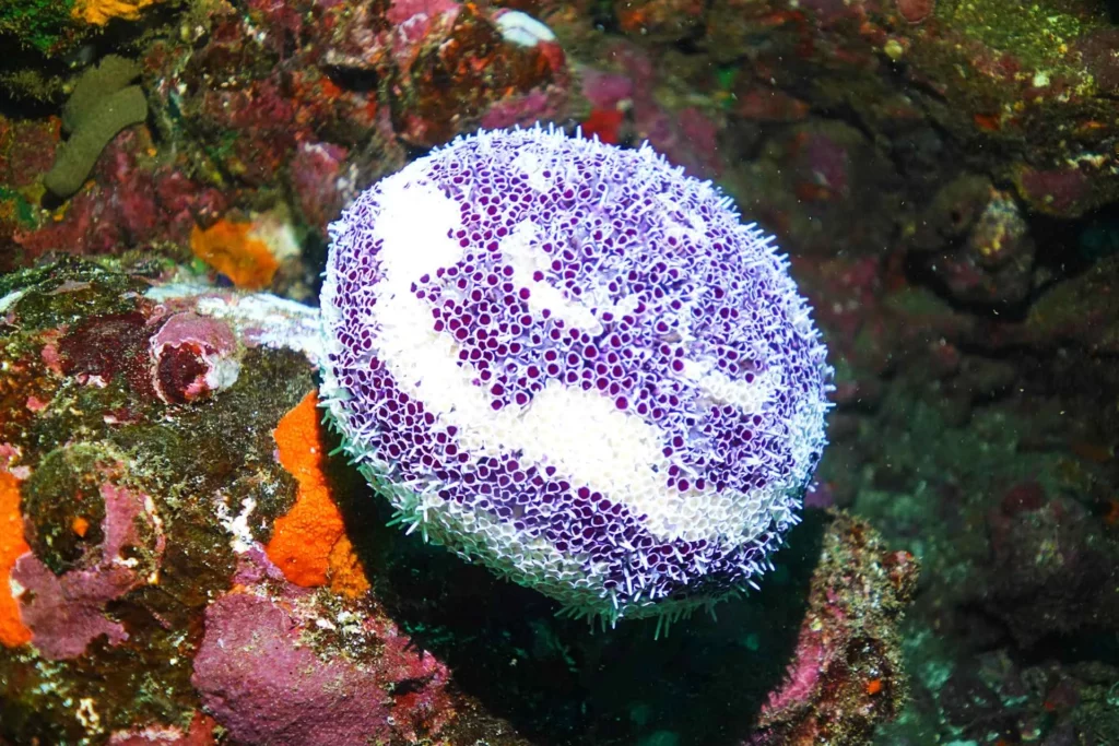 Marquesan flower sea urchin, Sentinelle Aux Marteaux