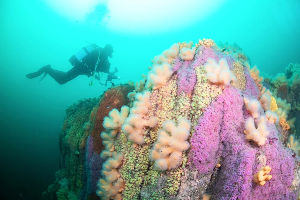 Divers invited to SW Ireland for May festival 1 Colourful diving off the south-west Irish coast (Kerry Sub Aqua Club)