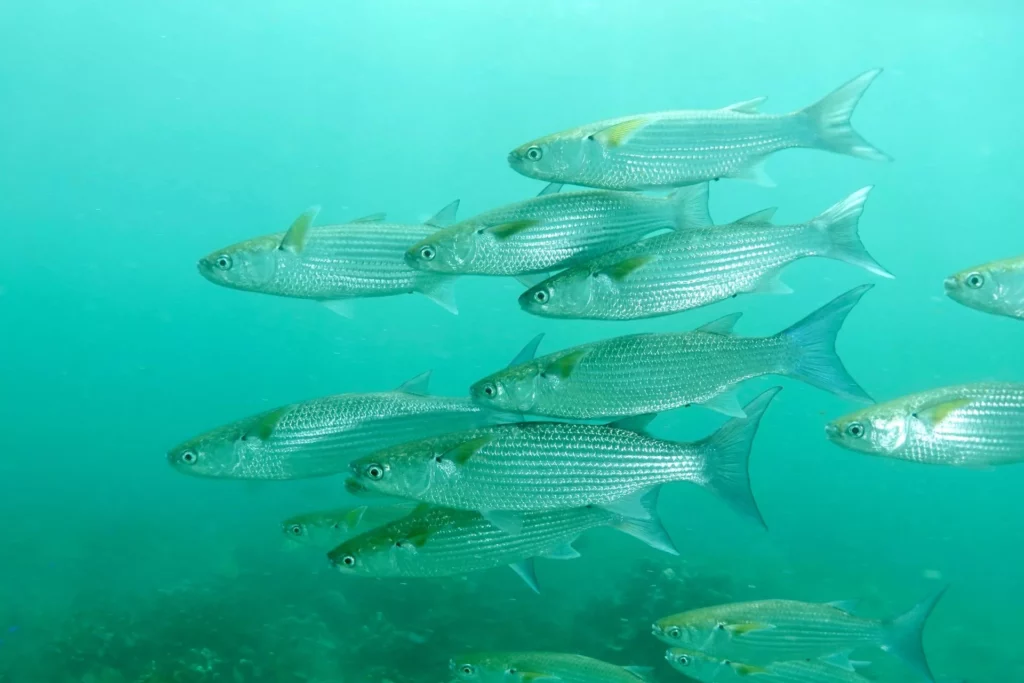 Large scale mullet, Anakee islet, Hiva Oa