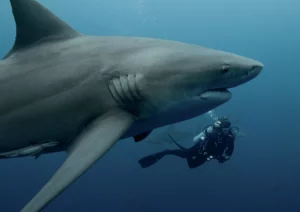 Wildlife presenter Lizzie Daly scuba diving with great white sharks for a marine documentary.