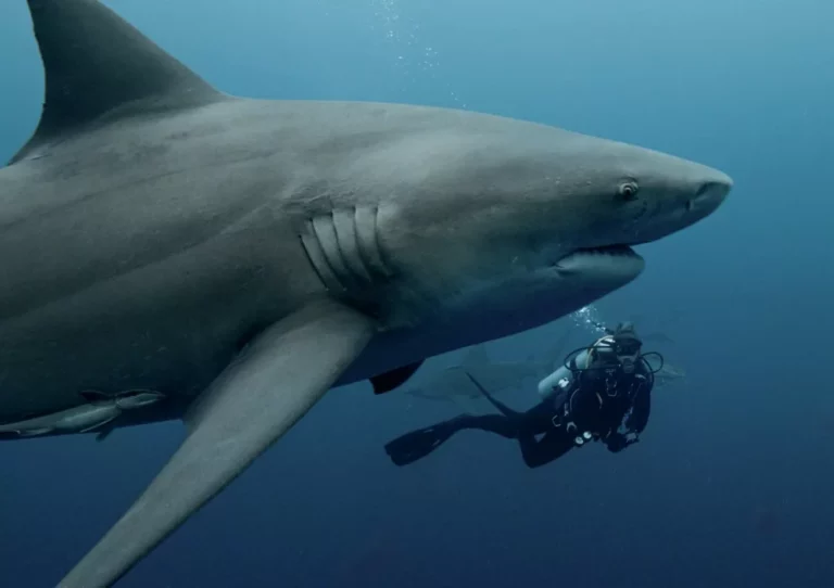 Wildlife presenter Lizzie Daly scuba diving with great white sharks for a marine documentary.