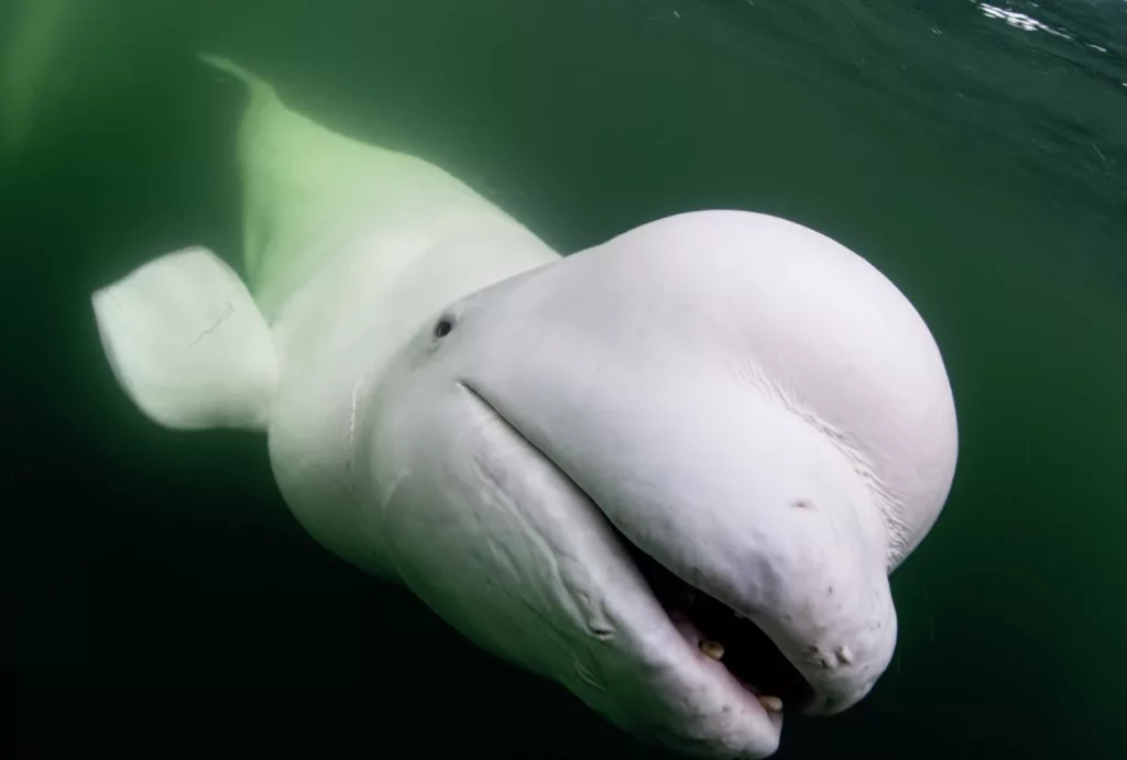 A friendly close-up of a beluga whale’s face showing its expressive mouth and melon, appearing to interact with the camera.
