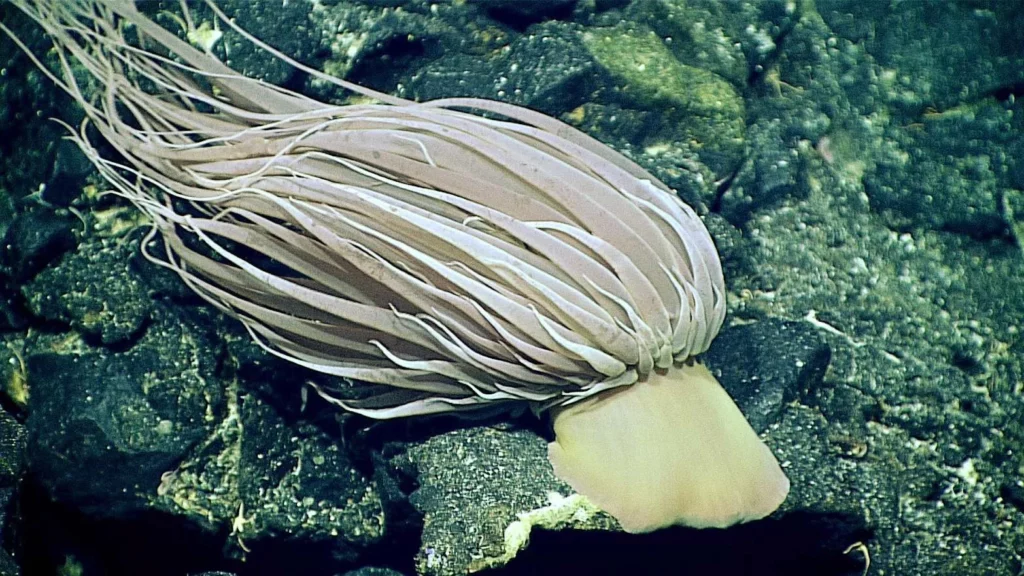 This deep-sea anemone, Relicanthus daphneae, seen on a 2016 expedition - note the similar base attached to the rock (NOAA Ocean Exploration, Deepwater Exploration of the Marianas)
