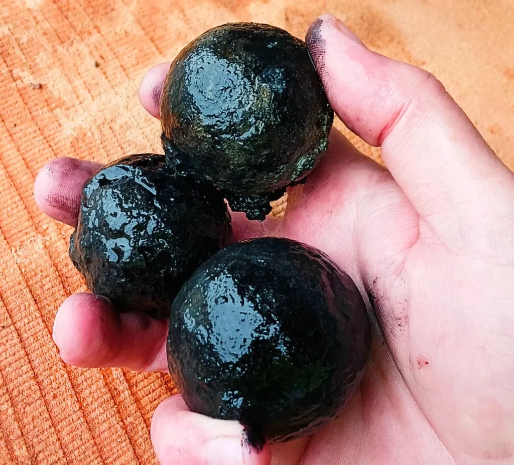 Grapeshot (Viking Ship Museum in Roskilde)