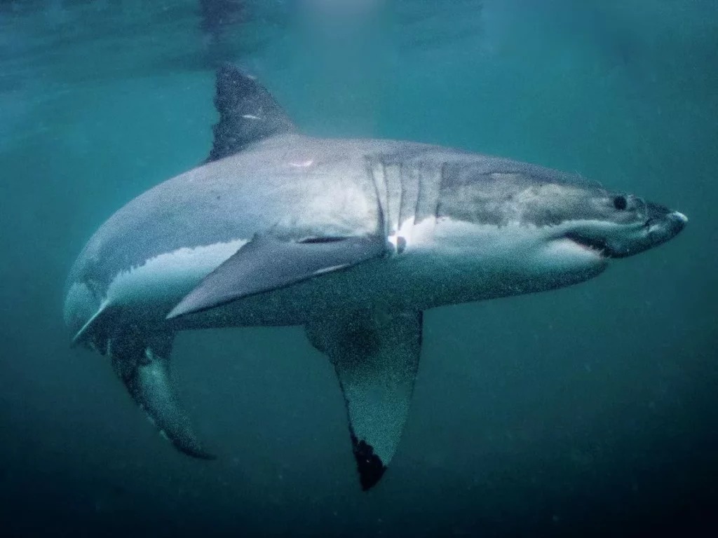 A powerful great white shark swimming through clear blue water during a cage diving expedition off the coast of Stewart Island, New Zealand.