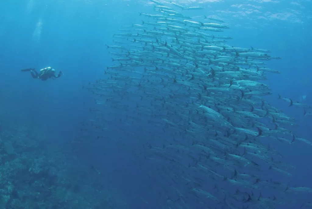 The wonders of Walindi: A Guide to Kimbe Bay, Papua New Guinea 1 A massive, dense school of barracuda swirling in the clear blue waters of Kimbe Bay, Papua New Guinea.