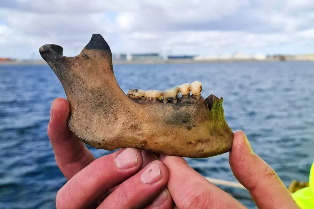 Human lower jawbone (Viking Ship Museum in Roskilde)