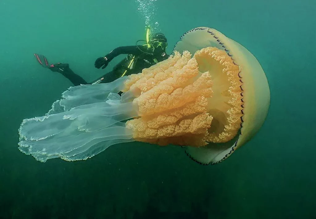 Scientist Lizzie Daly observing a large jellyfish in the ocean during the filming of the Deep Dive Australia series.