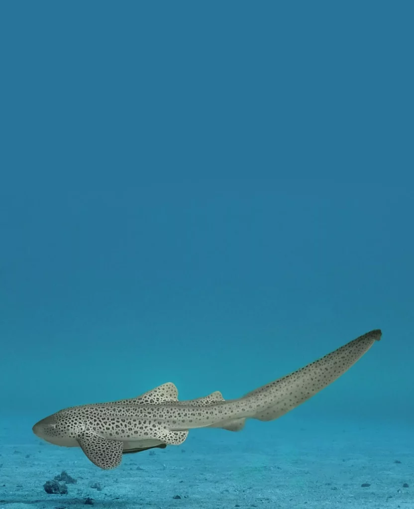 A beautifully patterned leopard shark (zebra shark) resting calmly on the sandy bottom, surrounded by small fish.