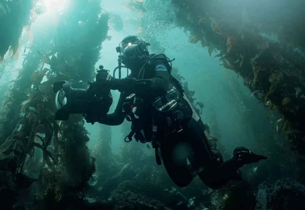 Wildlife filmmaker Lizzie Daly scuba diving and filming in a lush kelp forest in British Columbia, North America.
