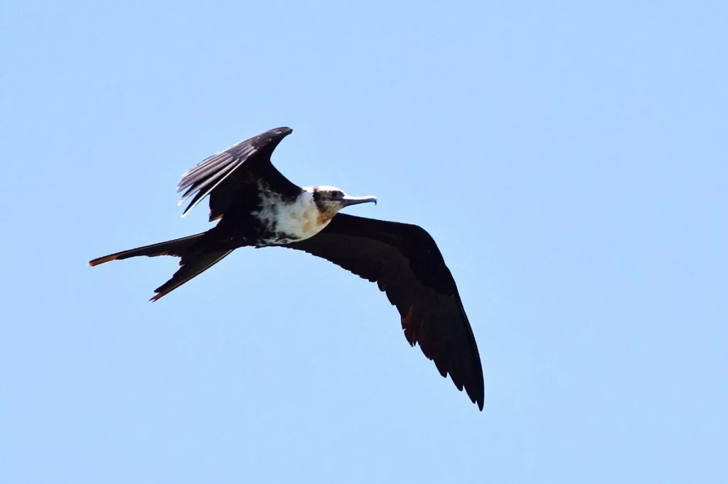 Male lesser frigatebird juvenile in flight