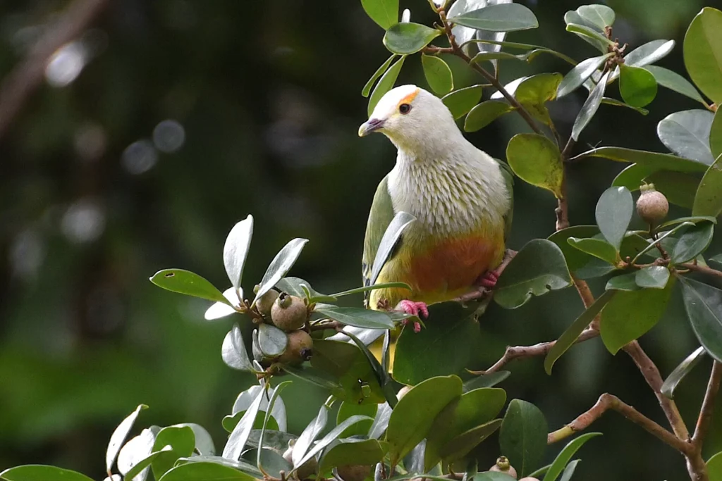 Marquesan fruit dove, Fatu Hiva