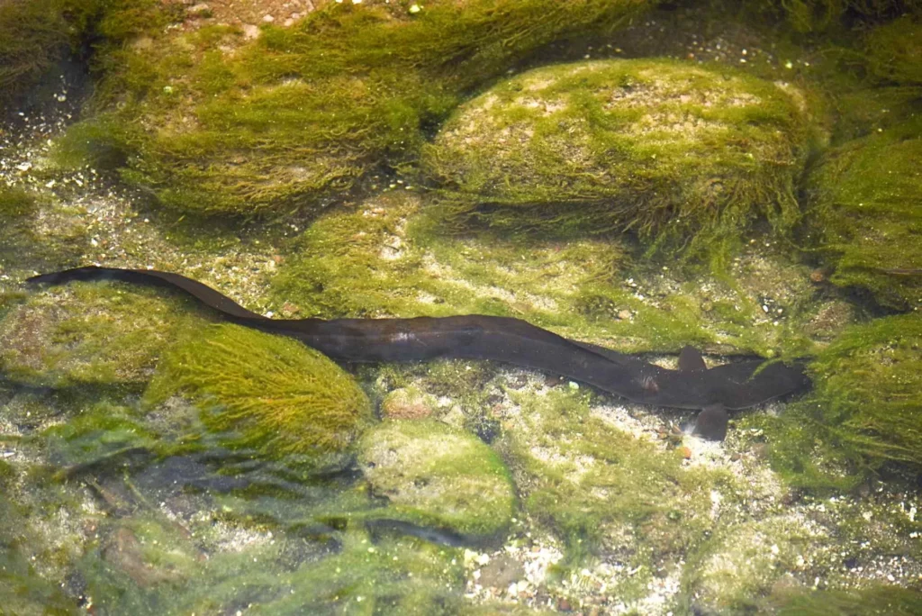 Freshwater eel in a creek, Aakapa