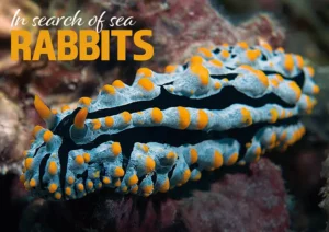 In Search of Sea Rabbits" header graphic featuring a colorful Phyllidia nudibranch