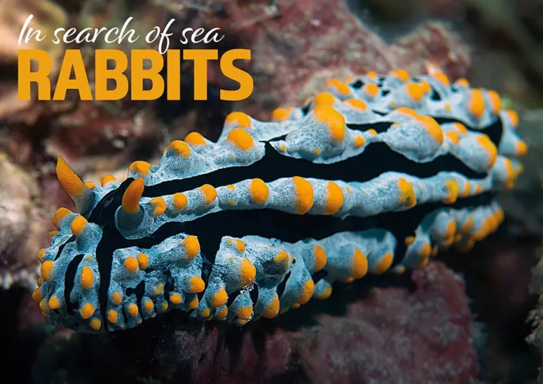 In Search of Sea Rabbits" header graphic featuring a colorful Phyllidia nudibranch
