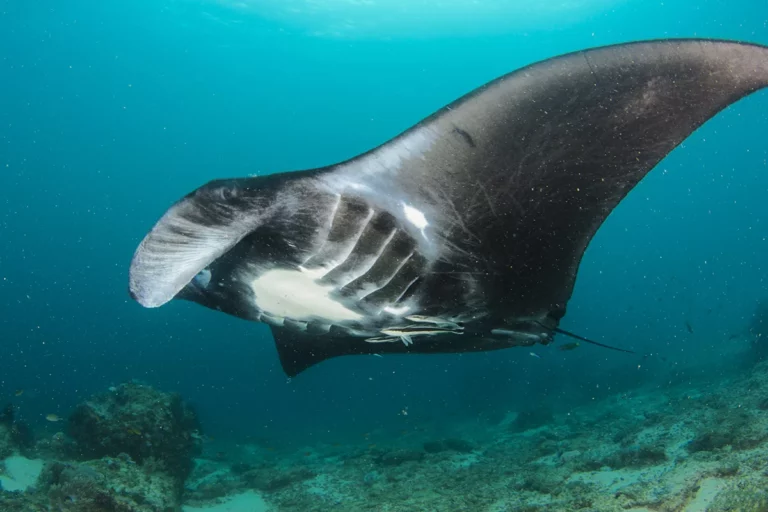 Why the Low Season Is Secretly the Best Time to Dive Raja Ampat