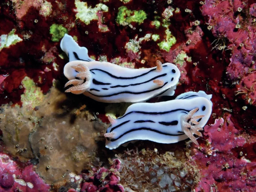 Two Willan’s chromodoris nudibranchs mating on a reef, captured during the Port Vila sea slug census.