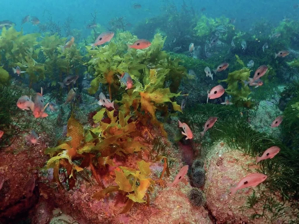 Underwater view of Micrometer Reef in Port Pegasus, featuring granite rock formations and dense kelp forests unique to southern Stewart Island.