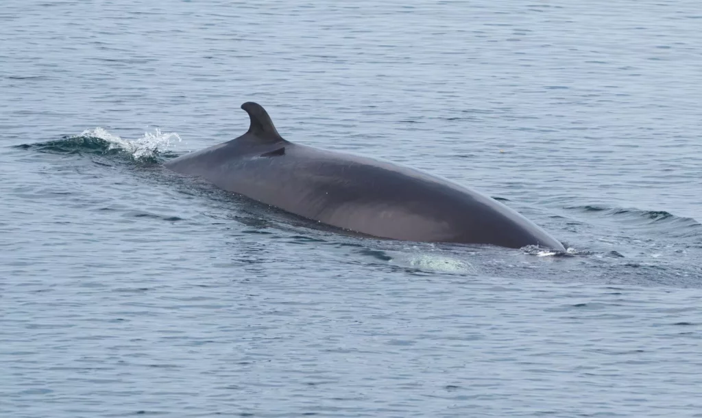 Minke whale (Maksim Sokolov)