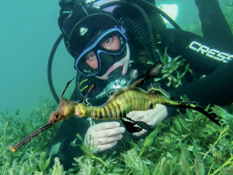 Scuba diver Natalie Anderson observing a vibrant weedy sea dragon (Phyllopteryx taeniolatus) in the seagrass beds of the Mornington Peninsula, Victoria.