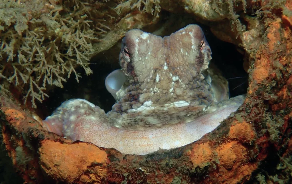 Diving with Natalie Anderson: Sixgill Shark Advocate & Her Journey Down Under 4 A Pacific red octopus (Octopus rubescens) tucked into a rocky crevice in the cold waters of the Pacific Northwest.