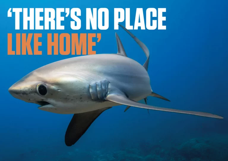 There’s No Like Home | Diving the Philippines on Infiniti