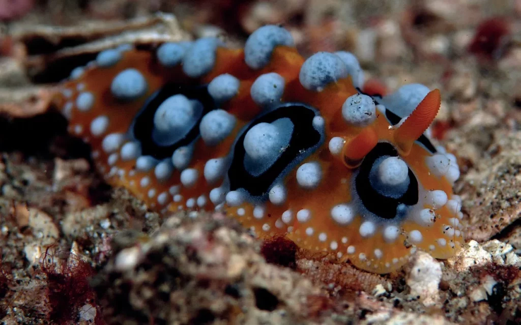 The vibrant yellow and orange Ocellate Sea Rabbit with white and black ringed tubercles.