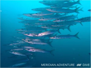Raja Ampat Creature Feature Barracuda