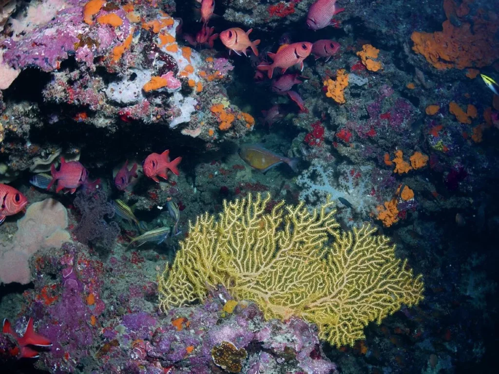 A vibrant gorgonian fan coral reaching into the current at the Twin Bommies dive site in Mele Bay.