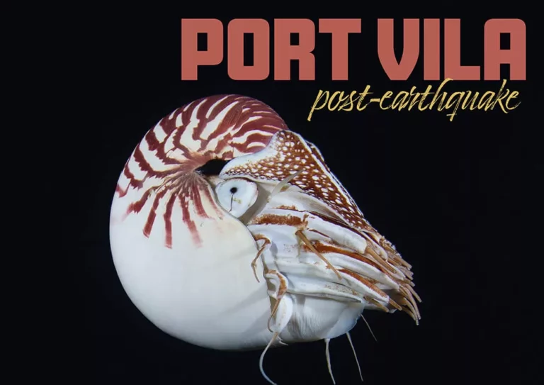 A rare Chambered Nautilus found in the deep waters of Port Vila, Vanuatu, showcasing the unique marine biodiversity remaining after the earthquake.