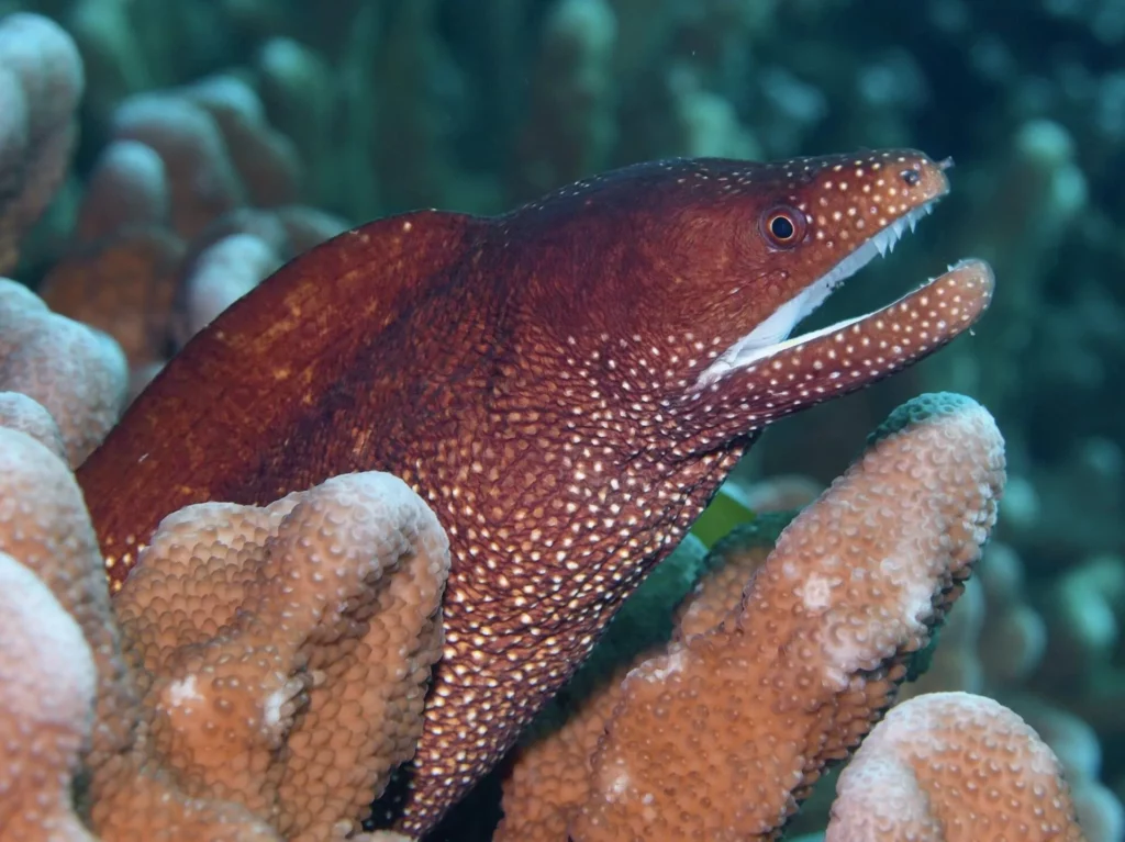 A whitemouth moray eel peeking out from a coral crevice during a dive in Port Vila, Vanuatu.
